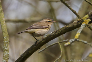 CHIFF CHAFF (Phylloscopus collybita)